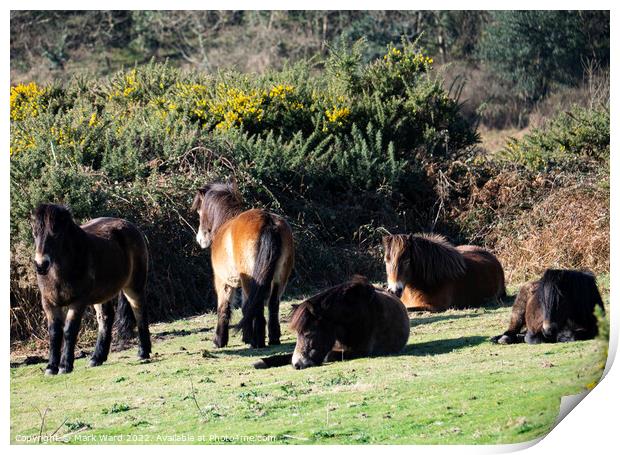 Exmoor Ponies Resting. Print by Mark Ward