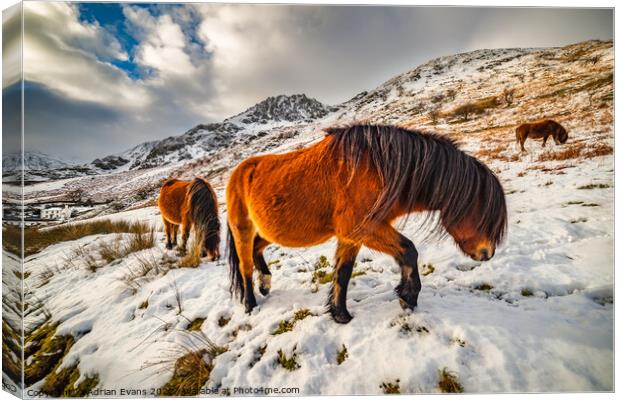 Feral Horses Snowdonia Canvas Print by Adrian Evans