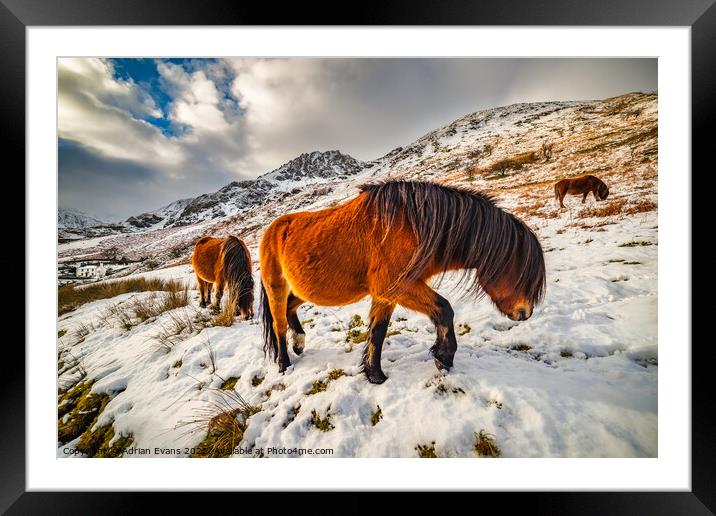 Feral Horses Snowdonia Framed Mounted Print by Adrian Evans