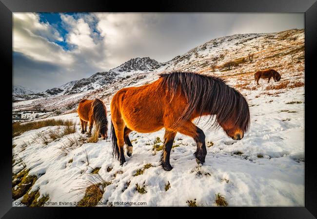 Feral Horses Snowdonia Framed Print by Adrian Evans