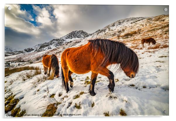 Feral Horses Snowdonia Acrylic by Adrian Evans