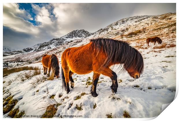 Feral Horses Snowdonia Print by Adrian Evans