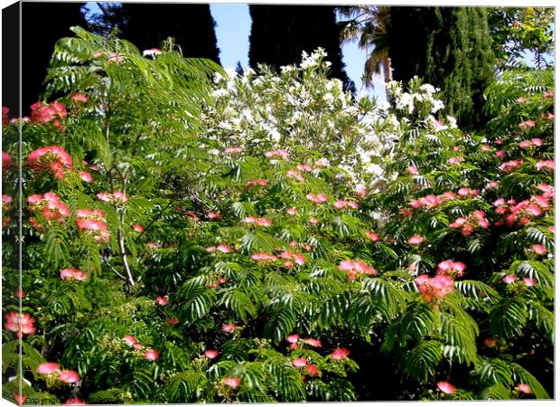 Mimosa and Oleanders Canvas Print by Stephanie Moore
