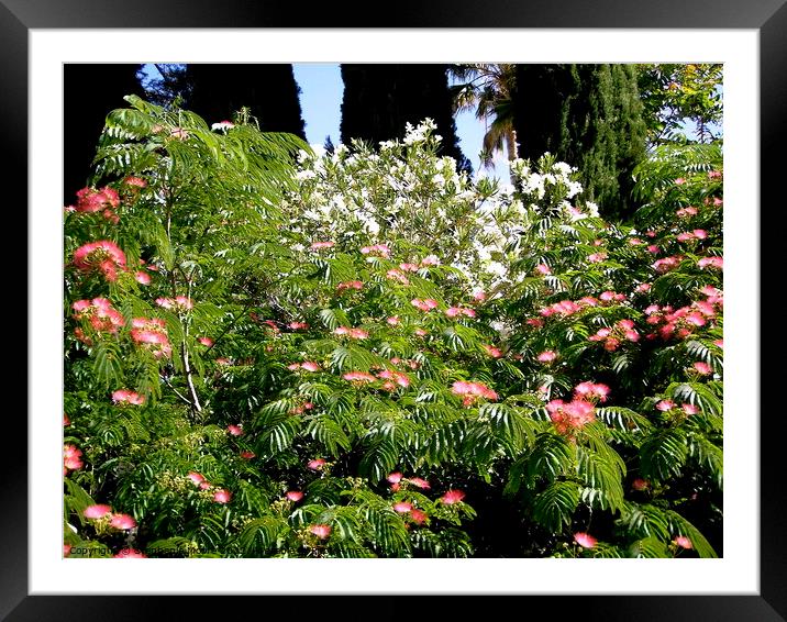Mimosa and Oleanders Framed Mounted Print by Stephanie Moore