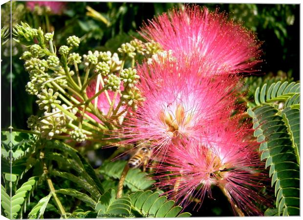 Mimosa flowers Canvas Print by Stephanie Moore