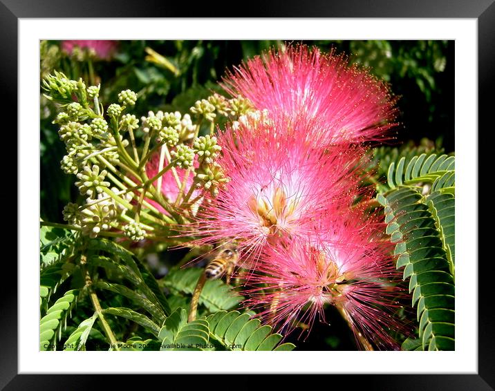 Mimosa flowers Framed Mounted Print by Stephanie Moore
