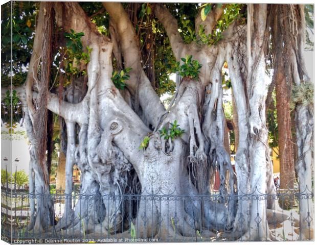 Trunks and Roots inTenerife Canvas Print by Deanne Flouton