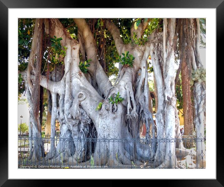 Trunks and Roots inTenerife Framed Mounted Print by Deanne Flouton