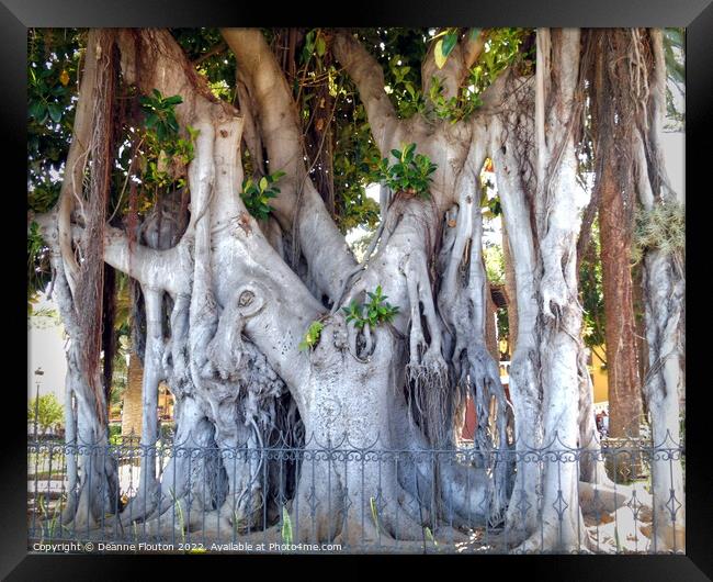 Trunks and Roots inTenerife Framed Print by Deanne Flouton