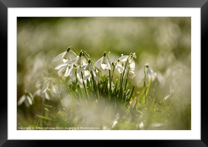 snowdrop  flowers Framed Mounted Print by Simon Johnson