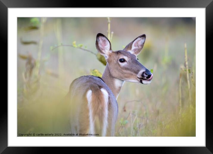 Whitetail Doe  Framed Mounted Print by carlile esterly
