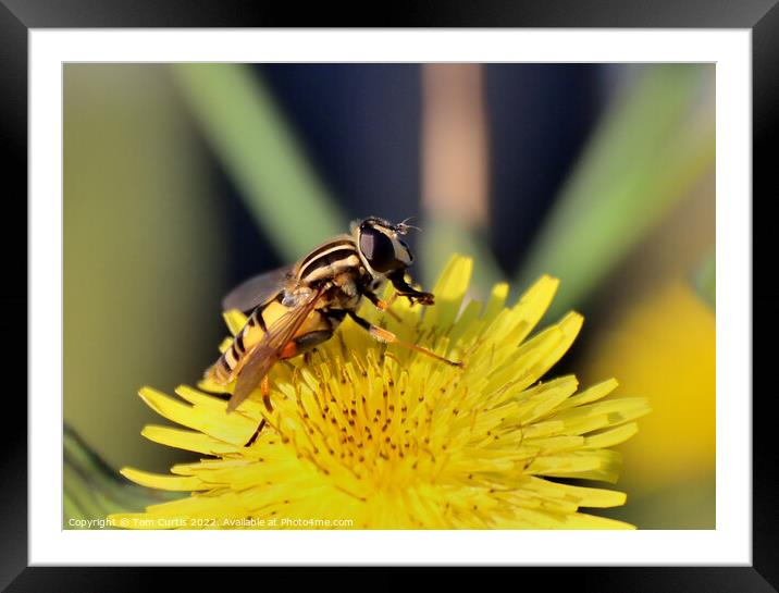 Hoverfly perched on flower Framed Mounted Print by Tom Curtis