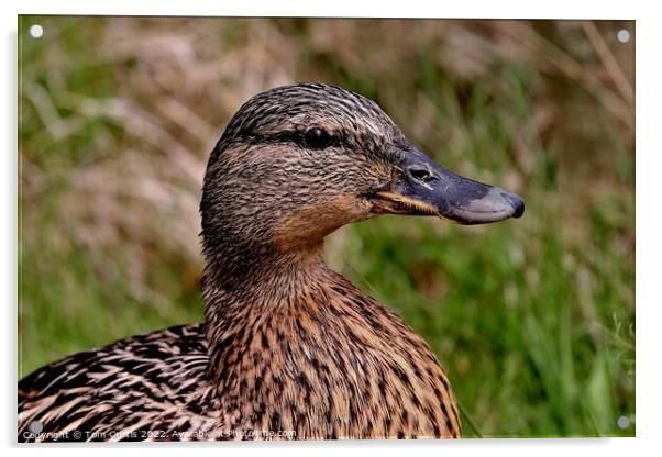 Mallard Duck Female Acrylic by Tom Curtis