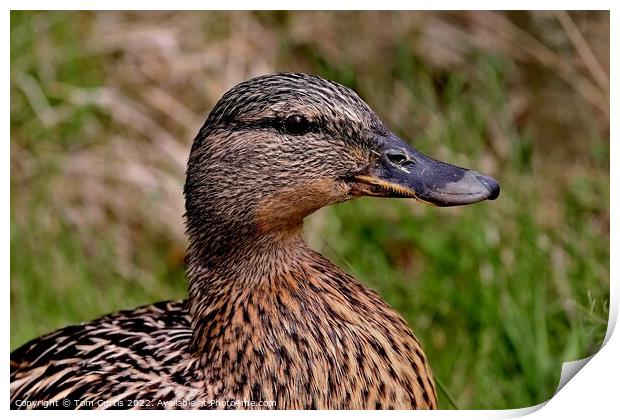 Mallard Duck Female Print by Tom Curtis