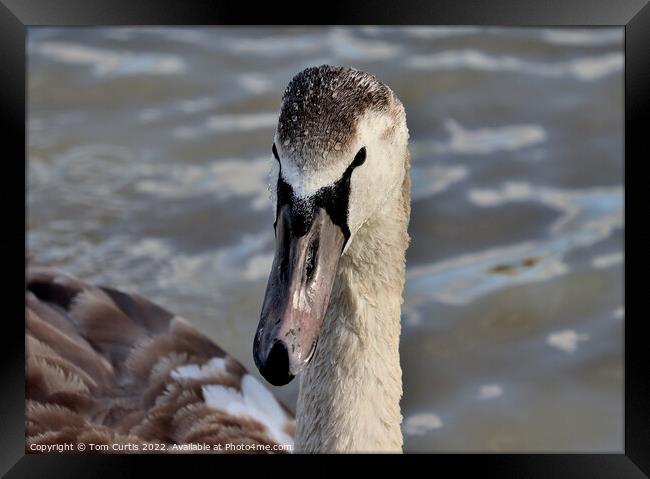 Mute Sawn Cygnet Framed Print by Tom Curtis