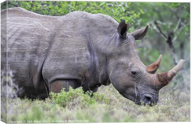 Square-lipped Rhinoceros (Ceratotherium simum) Canvas Print by Dirk Rüter