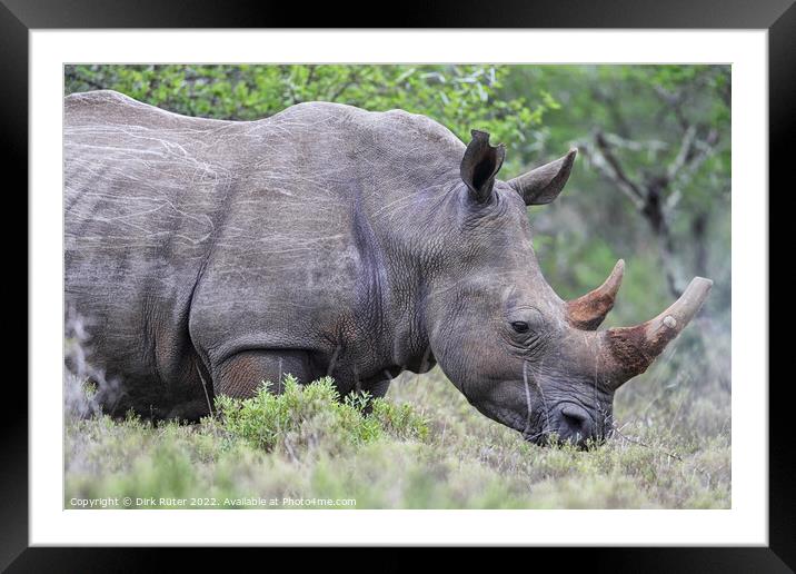 Square-lipped Rhinoceros (Ceratotherium simum) Framed Mounted Print by Dirk Rüter