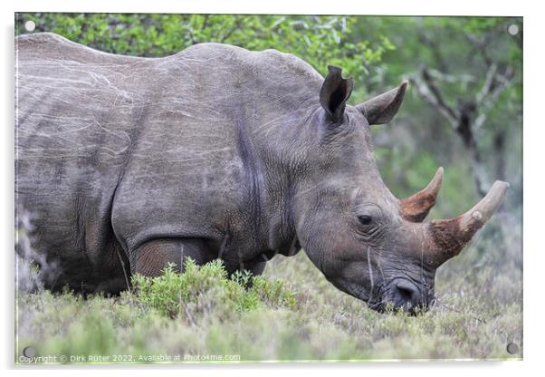 Square-lipped Rhinoceros (Ceratotherium simum) Acrylic by Dirk Rüter