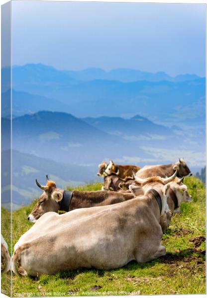Cows in the Allgäu Canvas Print by Dirk Rüter