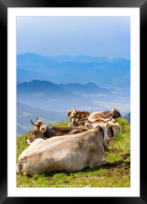 Cows in the Allgäu Framed Mounted Print by Dirk Rüter