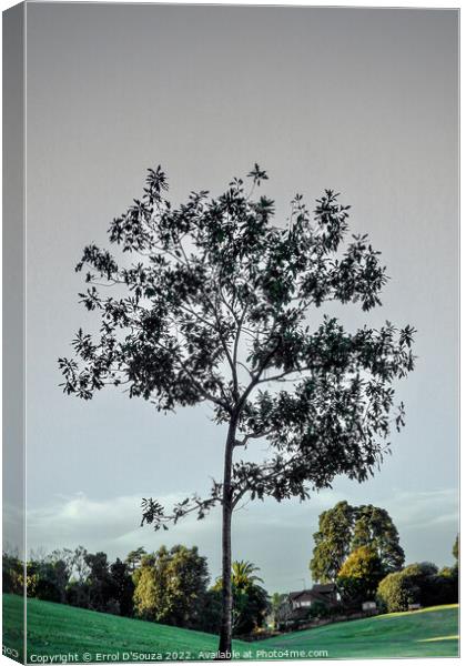 Lone Tree in Winter Canvas Print by Errol D'Souza