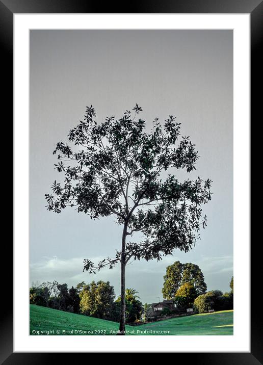Lone Tree in Winter Framed Mounted Print by Errol D'Souza