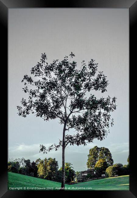 Lone Tree in Winter Framed Print by Errol D'Souza