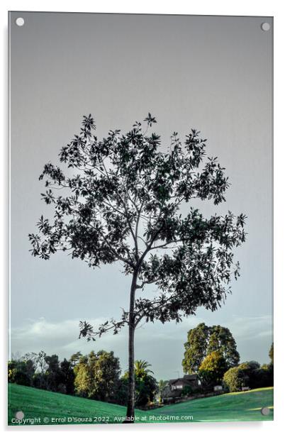 Lone Tree in Winter Acrylic by Errol D'Souza