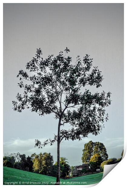 Lone Tree in Winter Print by Errol D'Souza