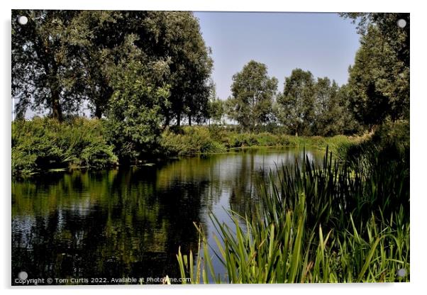 Chelmer and Blackwater Navigation Canal Essex Acrylic by Tom Curtis