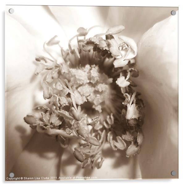 Internal bloom Acrylic by Sharon Lisa Clarke