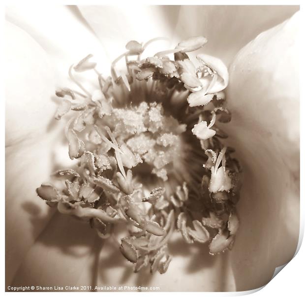 Internal bloom Print by Sharon Lisa Clarke