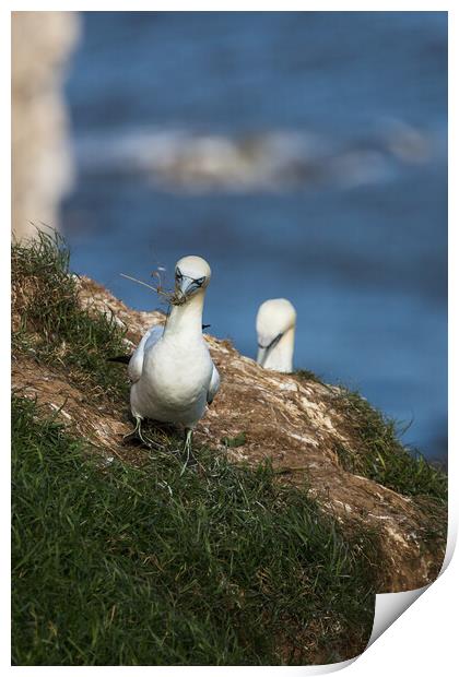 Northern gannet ferrying grass back to its nest Print by Jason Wells