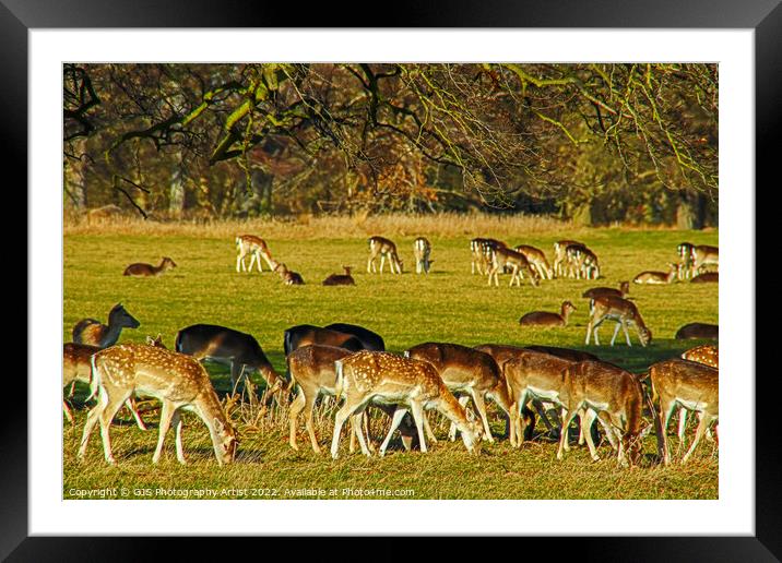 Too Busy Feeding to Notice Framed Mounted Print by GJS Photography Artist