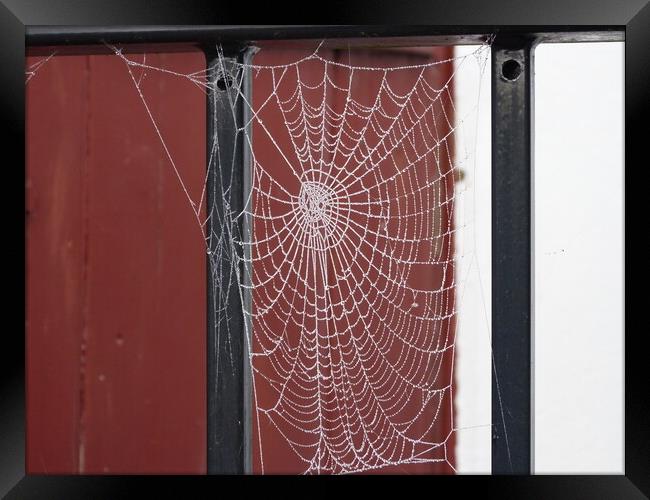 How can a little spider create such a perfect web Framed Print by Peter Hodgson