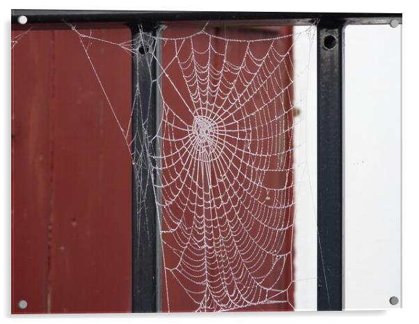 How can a little spider create such a perfect web Acrylic by Peter Hodgson