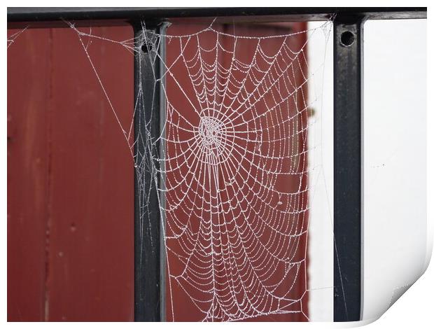 How can a little spider create such a perfect web Print by Peter Hodgson