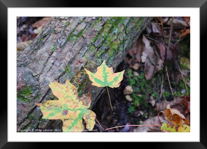 Maple Leaves Framed Mounted Print by Philip Lehman