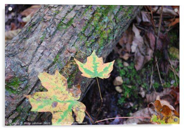 Maple Leaves Acrylic by Philip Lehman