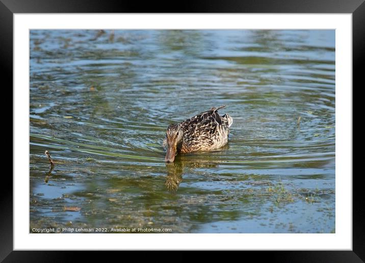 Swimming Duck Framed Mounted Print by Philip Lehman