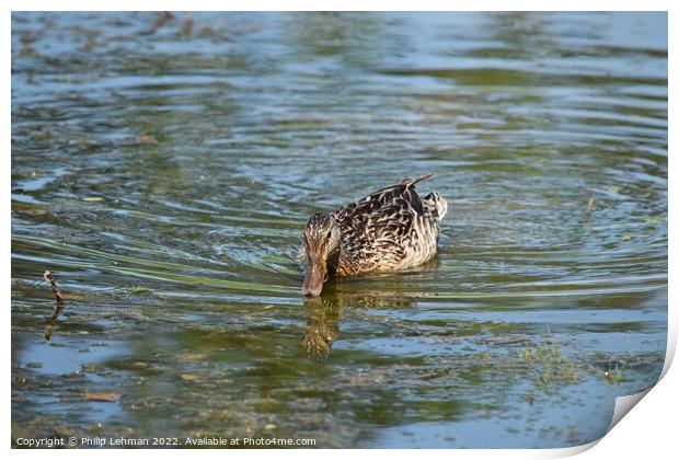 Swimming Duck Print by Philip Lehman