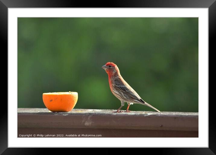 Finch  Framed Mounted Print by Philip Lehman