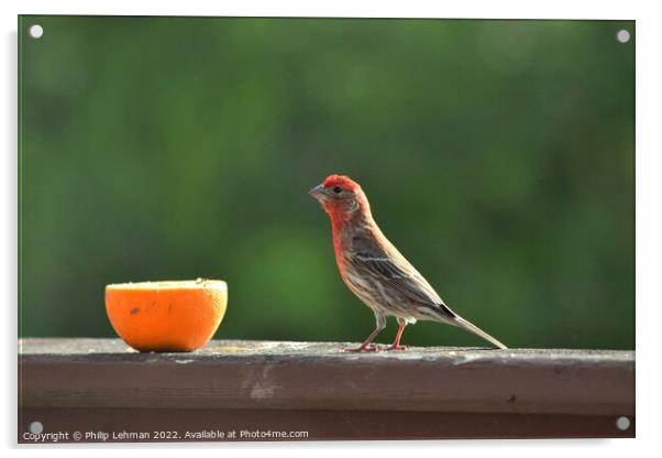 Finch  Acrylic by Philip Lehman