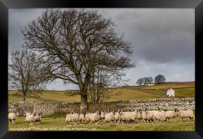 Bowlees Sheep  Framed Print by Richard Laidler
