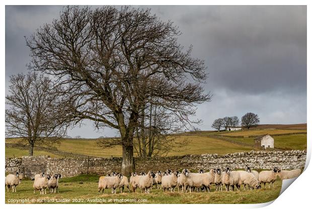 Bowlees Sheep  Print by Richard Laidler
