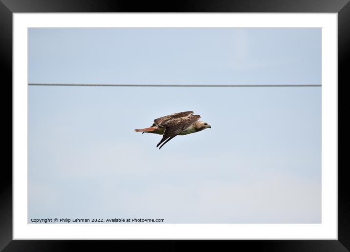 Red-Tailed Hawk Flight Framed Mounted Print by Philip Lehman