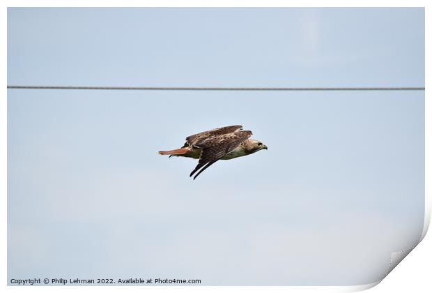 Red-Tailed Hawk Flight Print by Philip Lehman