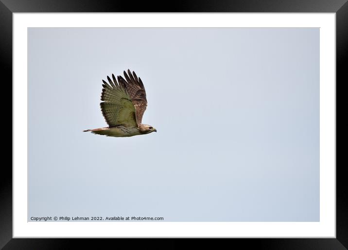 Red-Tailed Hawk Flight (9) Framed Mounted Print by Philip Lehman