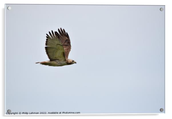 Red-Tailed Hawk Flight (9) Acrylic by Philip Lehman