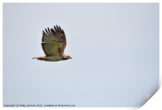 Red-Tailed Hawk Flight (9) Print by Philip Lehman